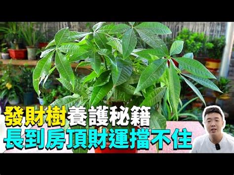 發財樹生長速度|發財樹的秘密：它究竟可以長多高？ – 植物盆栽綠寶典